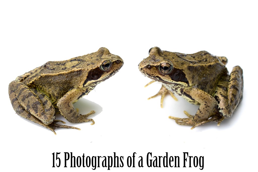 Common Garden Frog Photography Collection