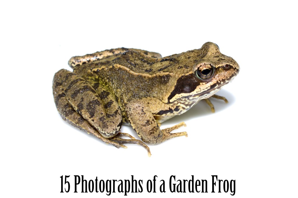 Common Garden Frog Photography Collection