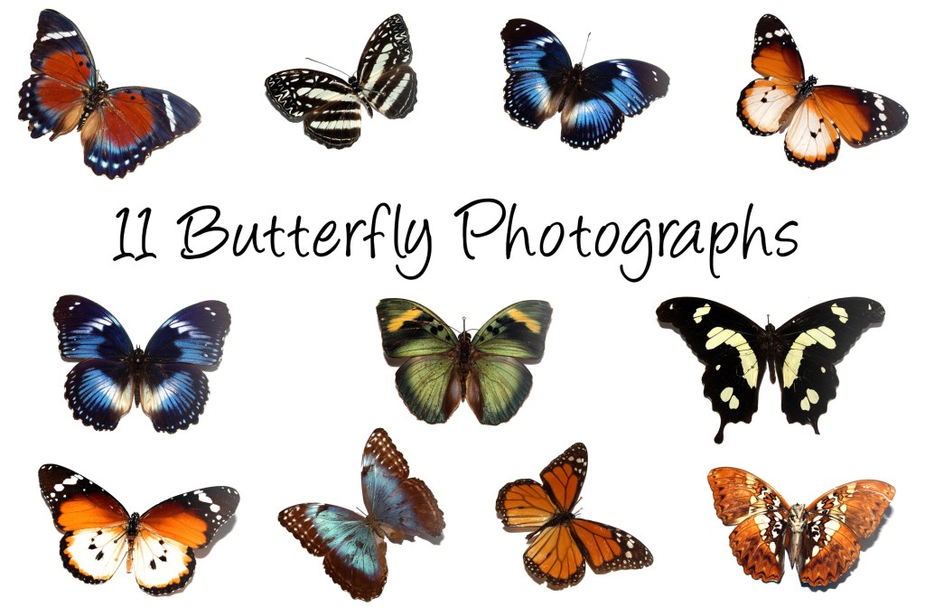 11 Butterfly Photograph Download Collection Squeeb Creative