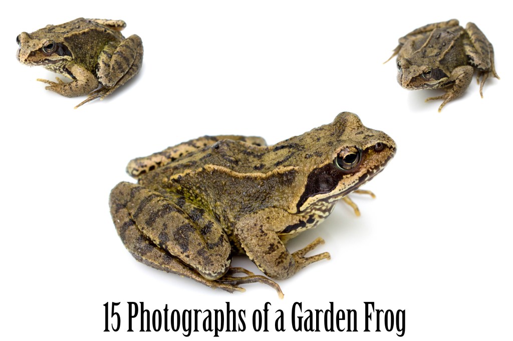 Common Garden Frog Photography Download Collection by Squeeb Creative