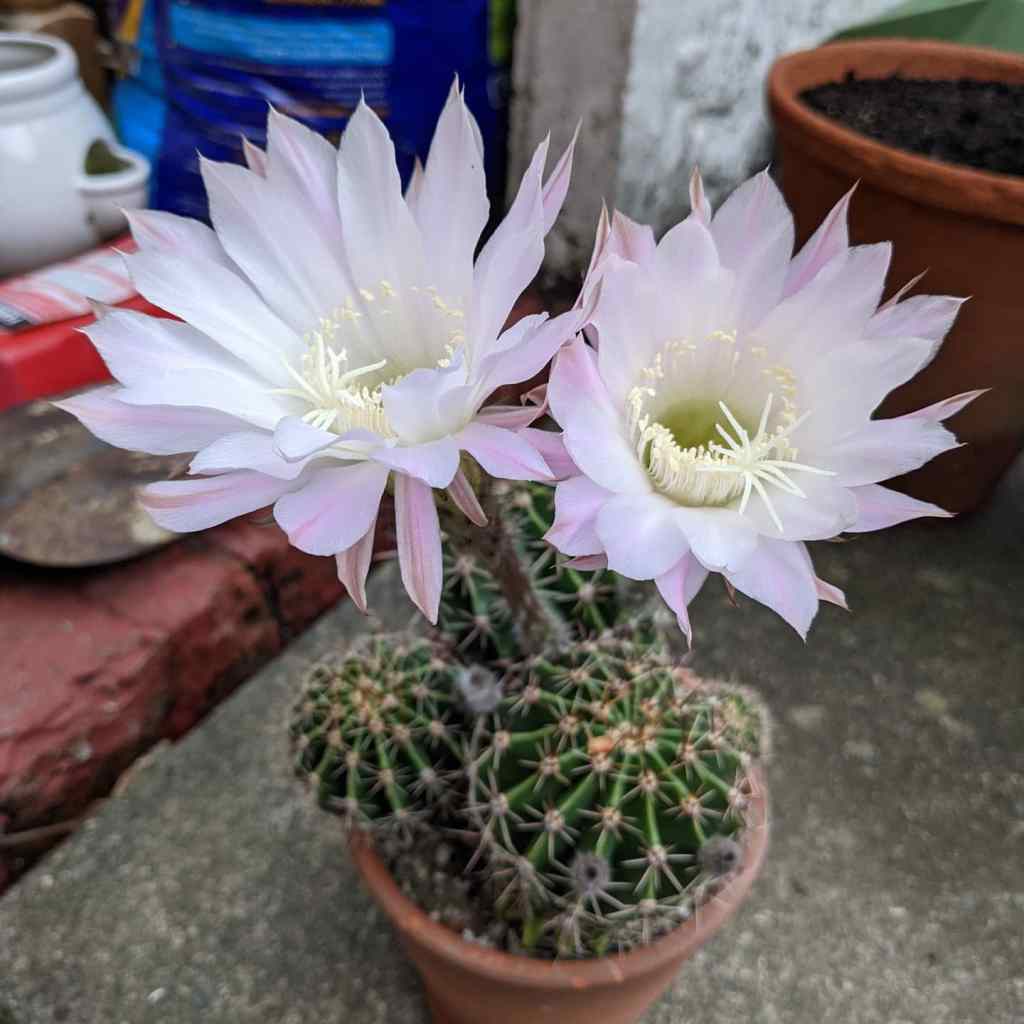 Flowering cactus plants photograph Squeeb Creative 