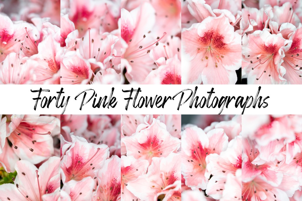 Pretty Pink Flower Photography collection for backgrounds instant download by Squeeb creative