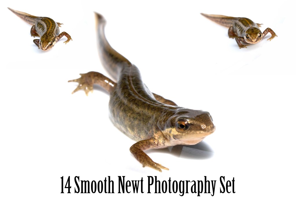 Collection of British smooth newt on white background for download by Squeeb Creative