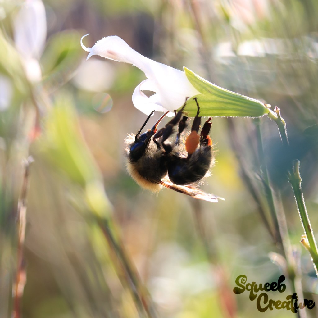 Save the bees, golden hour photography macro image of a bee on a white flower by Squeeb Creative