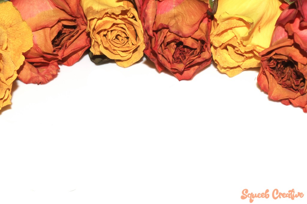 A Yellow Pink Dead Dried Roses and Petals of the Flower on a White Background