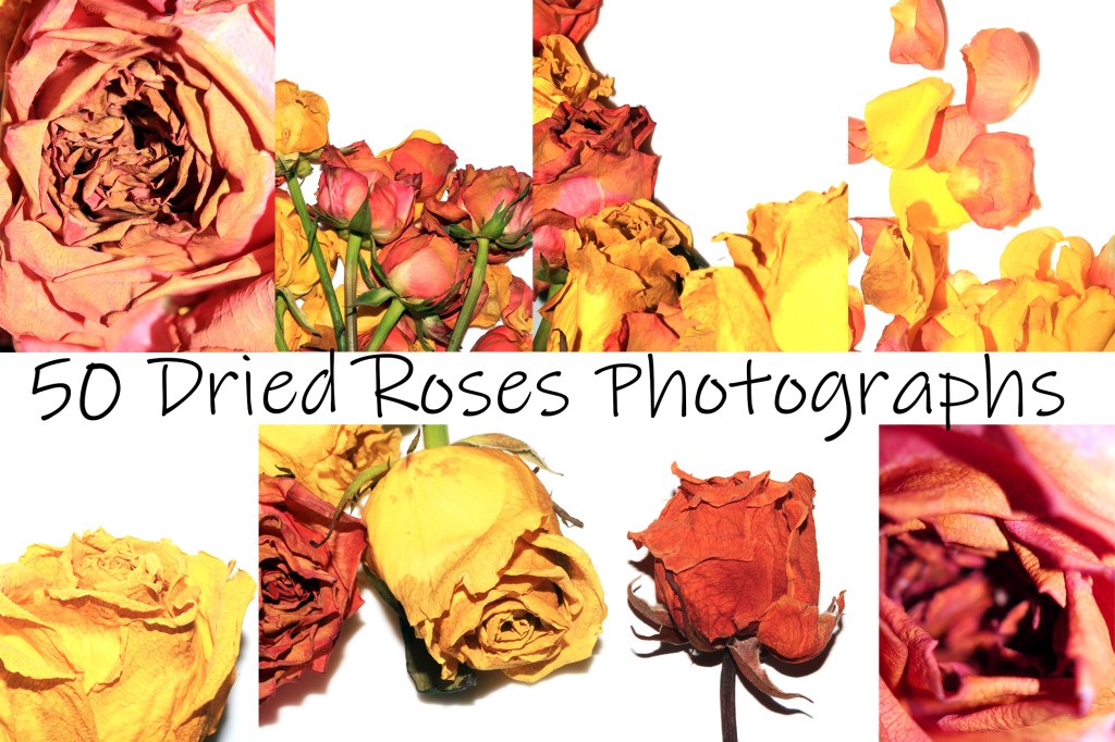 A Yellow Pink Dead Dried Roses and Petals of the Flower on a White Background