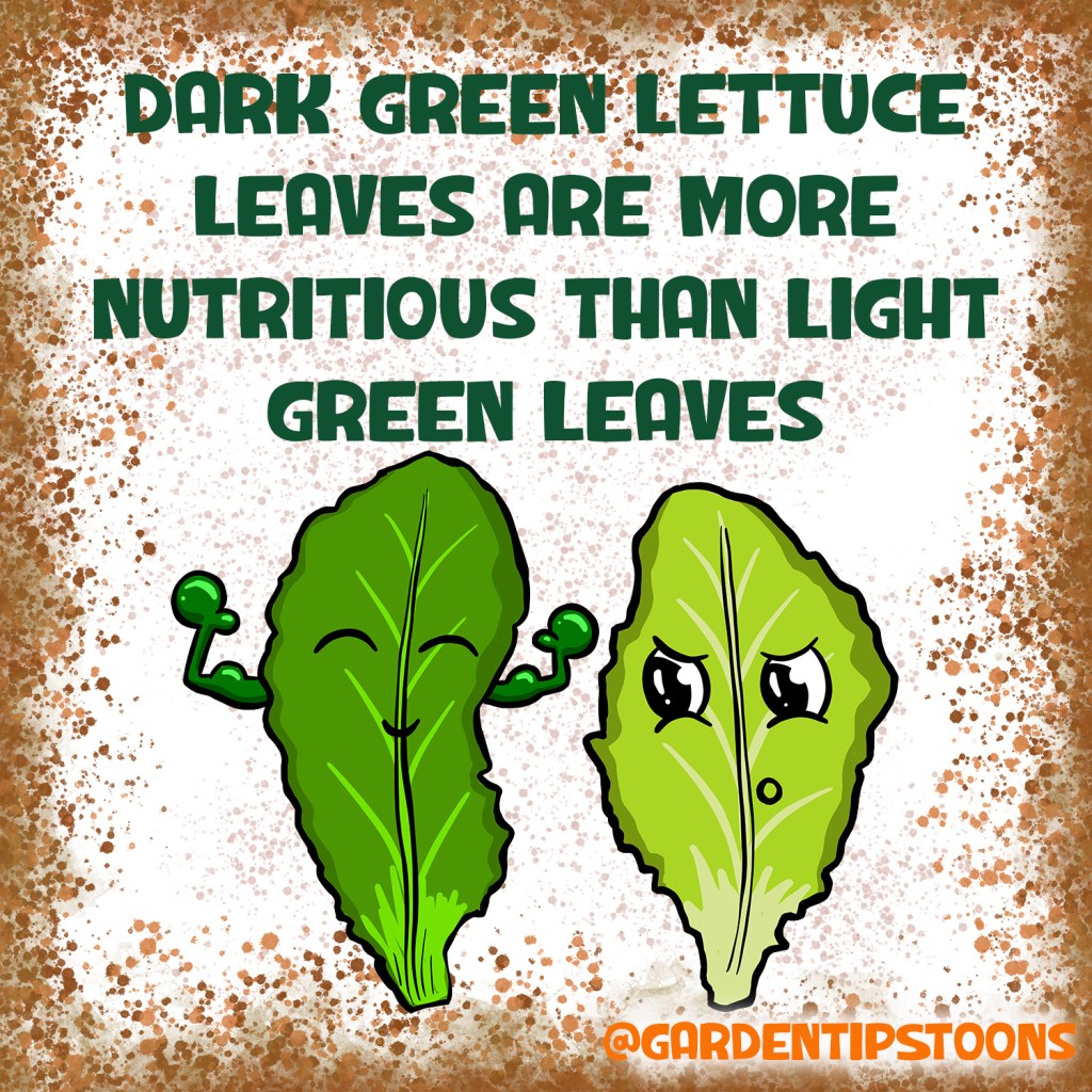 Dark green lettuce leaves more nutritious garden tips toons by Michelle Still