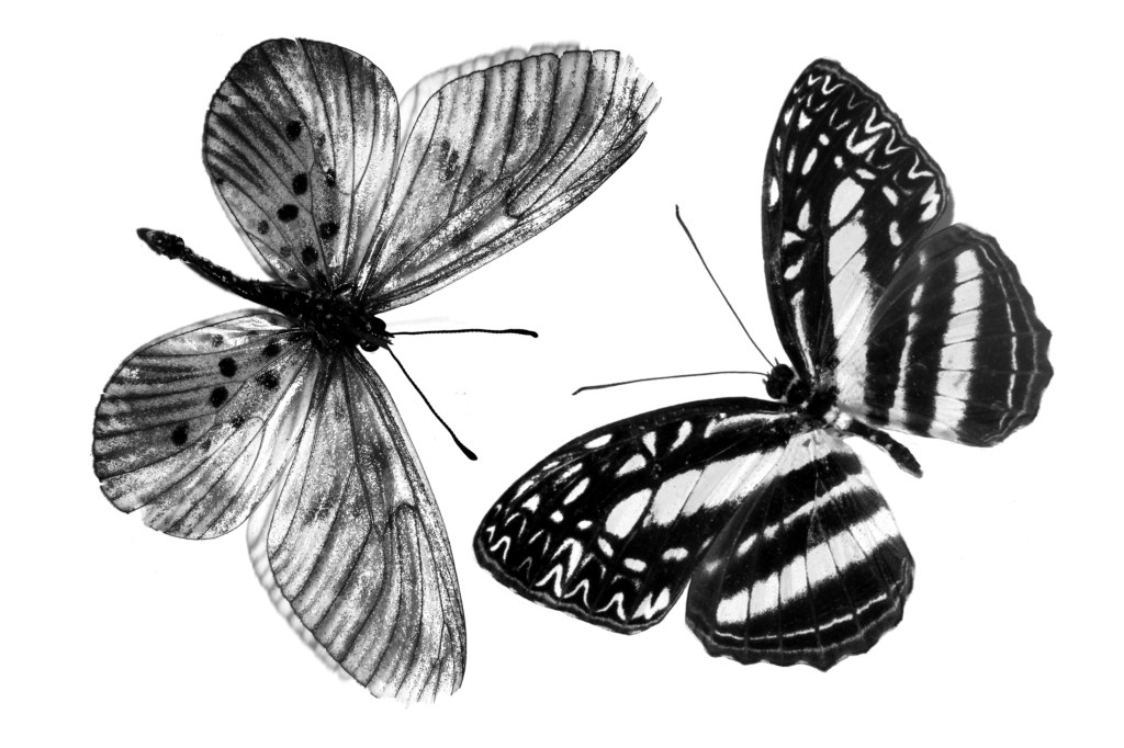 Beautiful Real Butterfly Brush Stamps for Procreate Download by Squeeb Creative