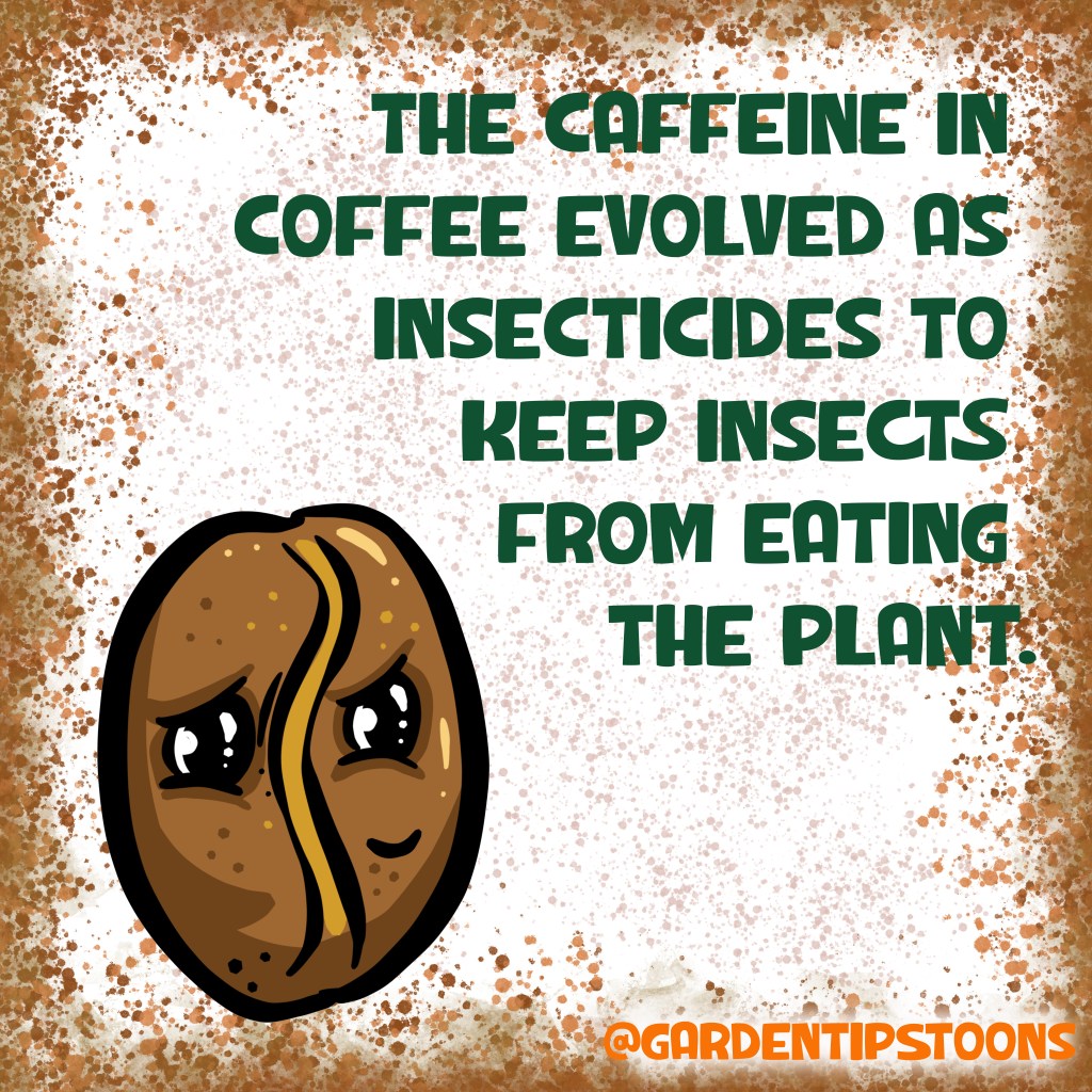 Plants love old coffee grains garden tips toons by Michelle Still