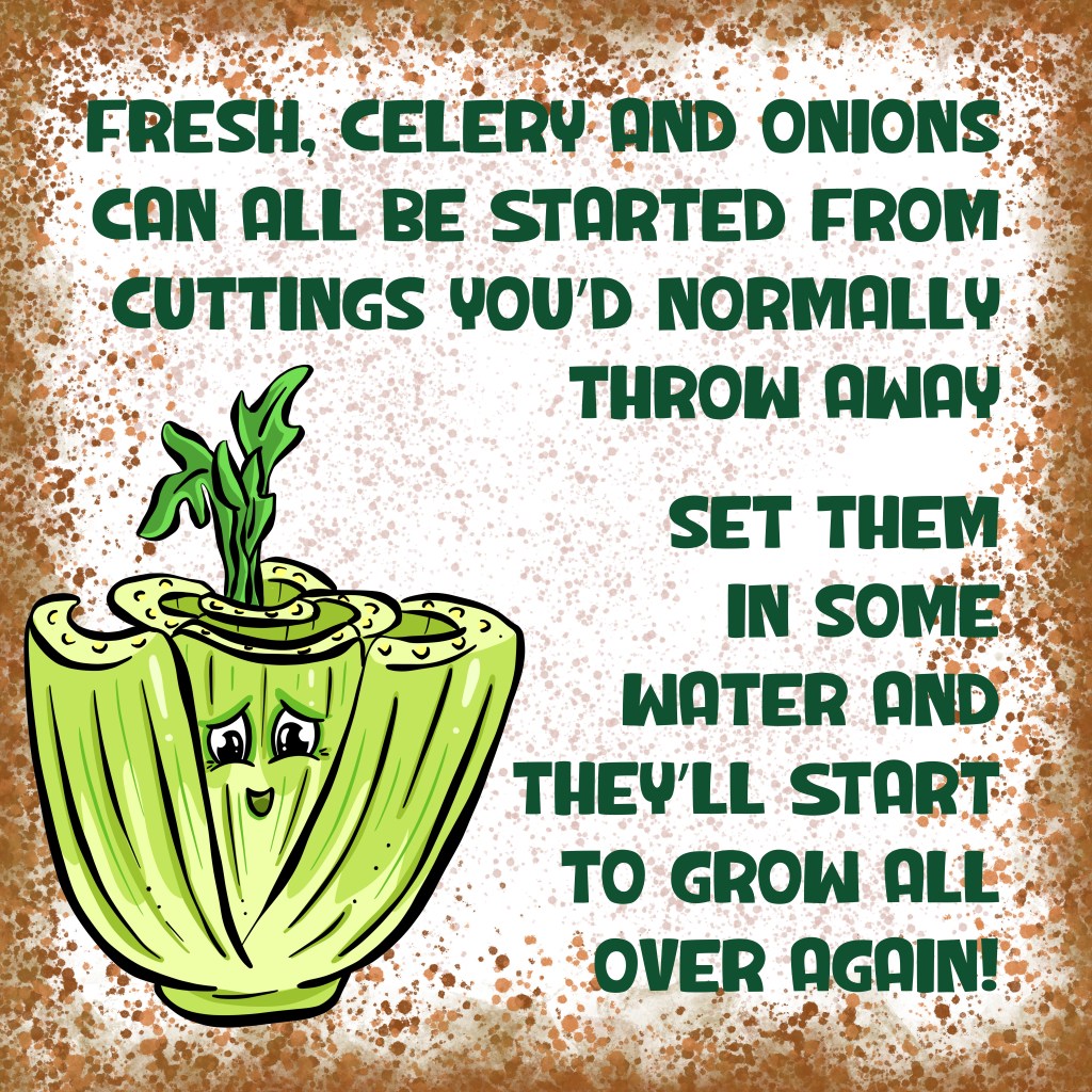 You can regrow celery garden tips toons by Michelle Still