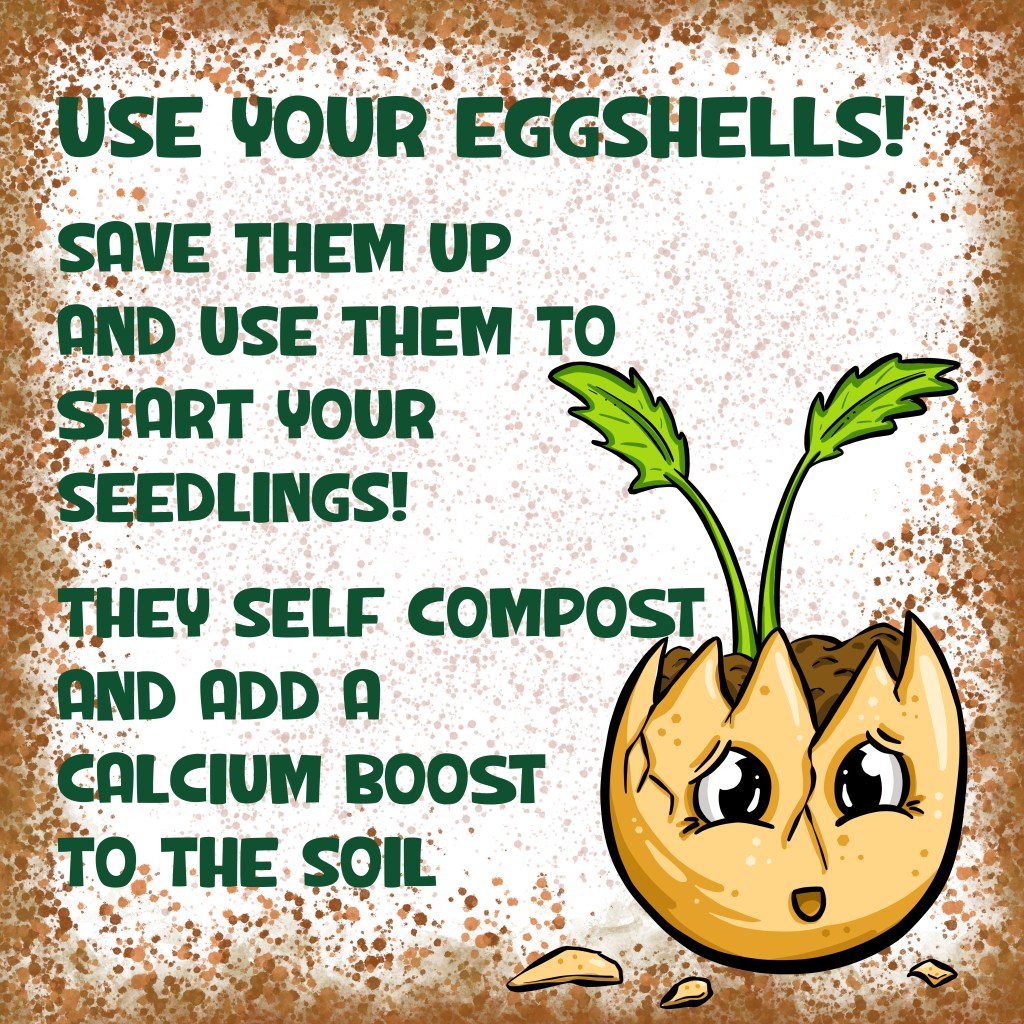 use eggshells to grow seedlings in garden tips toons by Michelle Still