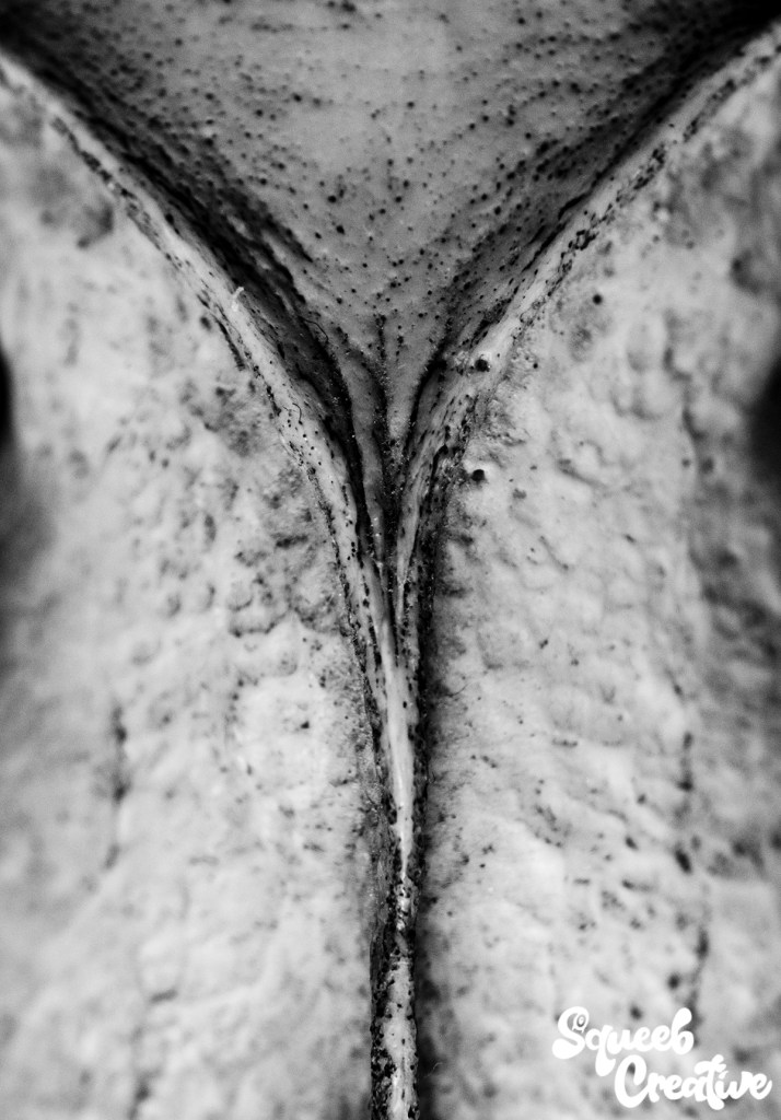 Texture Close Up Photography of a Sheep Skull by Squeeb Creative
