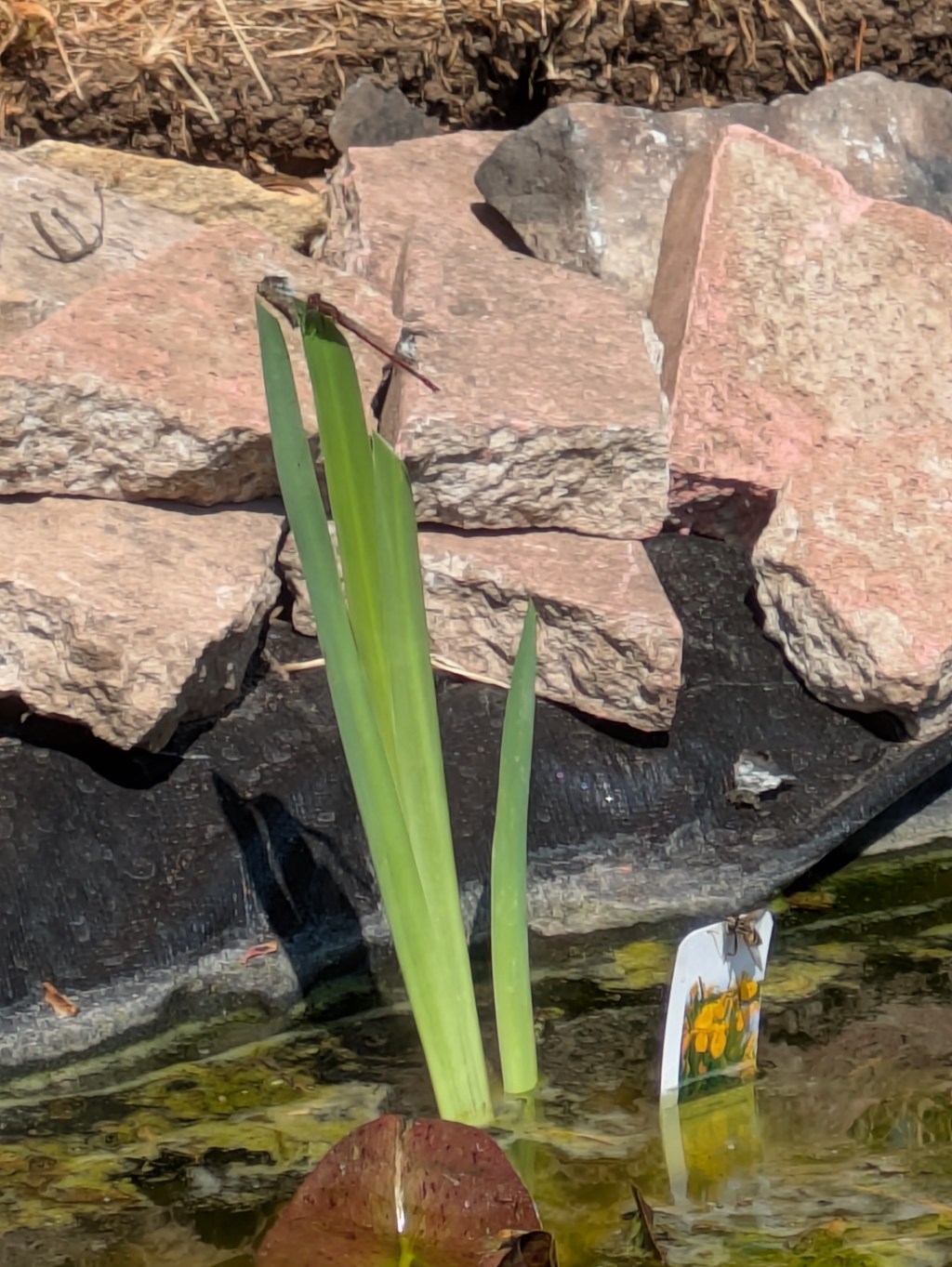 DIY Pond Update!