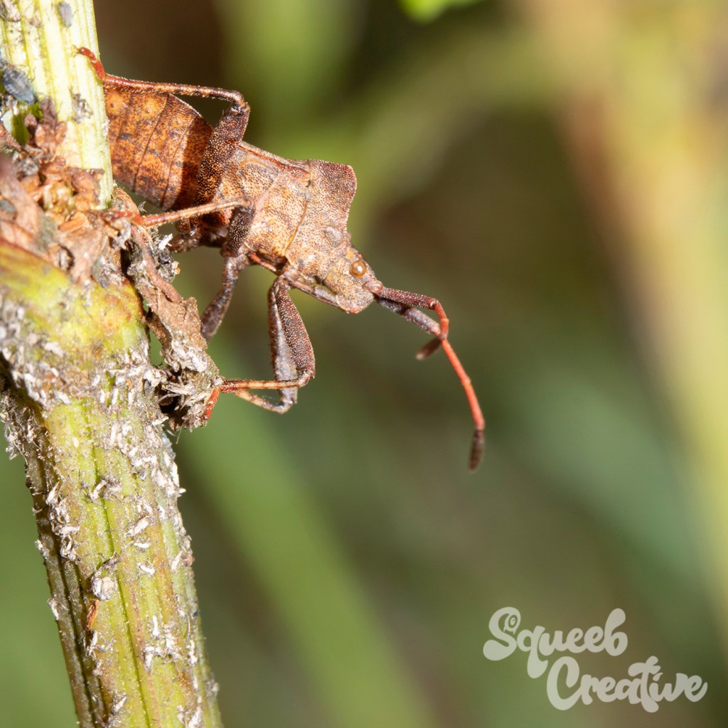 Shield Bug in the&nbsp;Garden