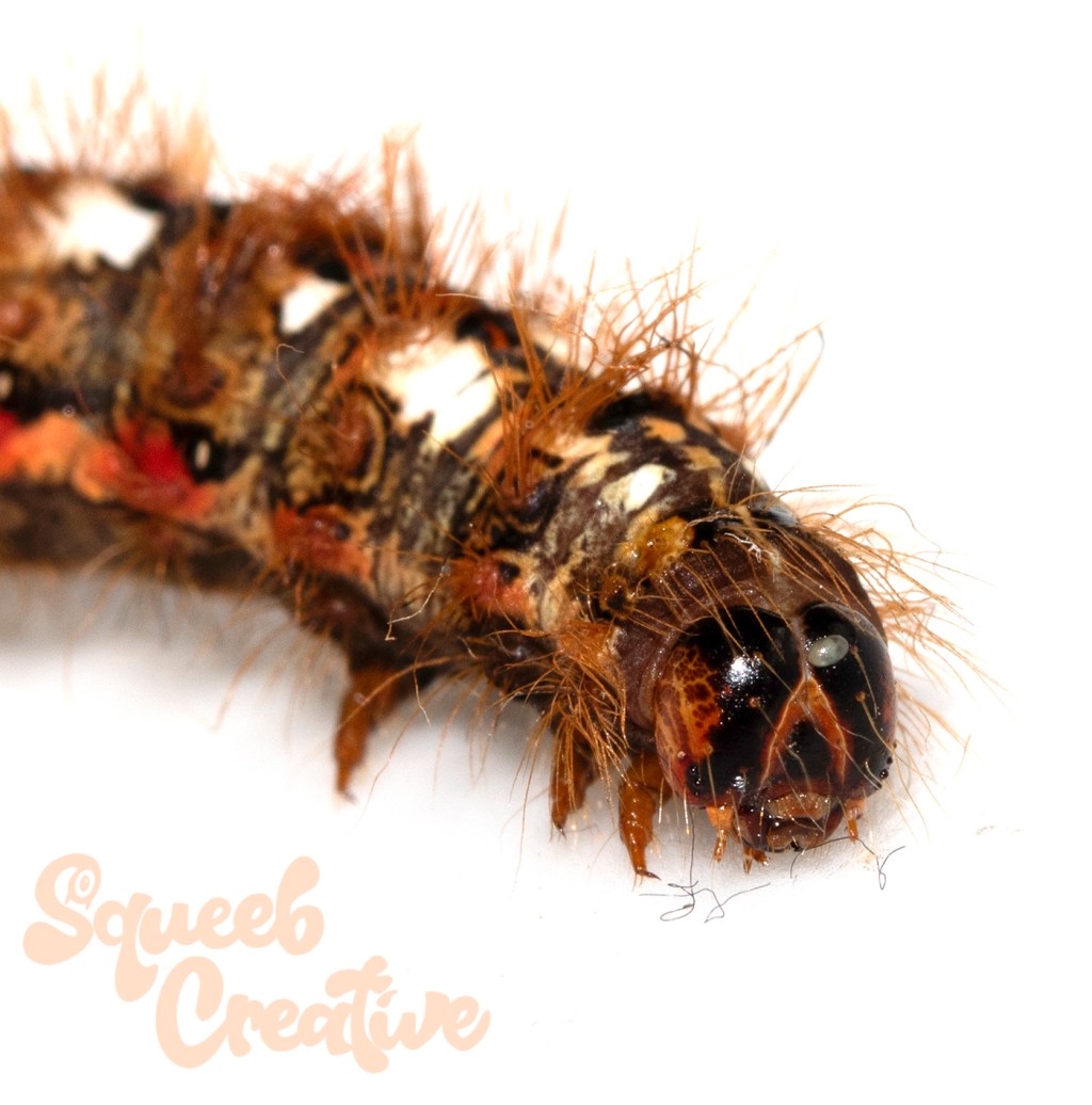 Tussock Caterpillar